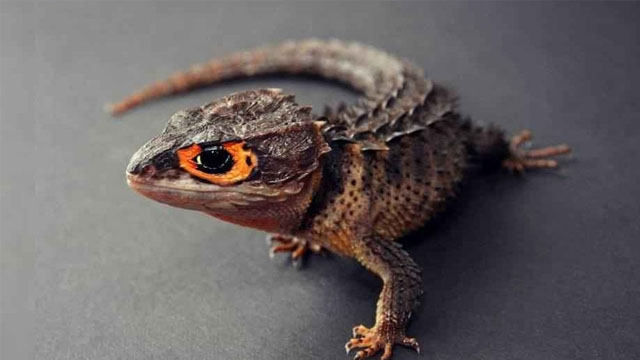 5 Daftar Reptil Jenis Kadal Terunik di Dunia!