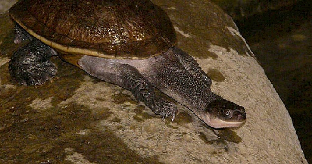 Berikut 3 Deretan Hewan Reptil Hampir Punah Yang Ada Di Indonesia