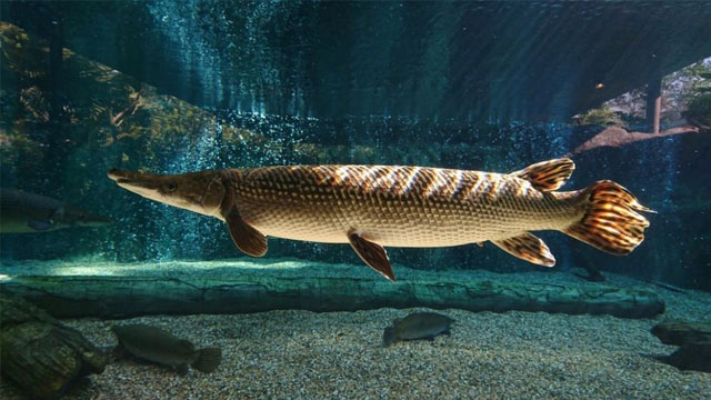 Mengenal Ikan Aligator Yang Tidak Boleh Dipelihara di Indonesia.
