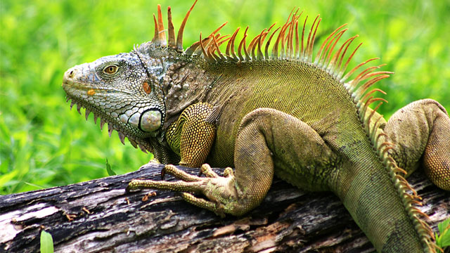 Jenis-Jenis Iguana di Indonesia
