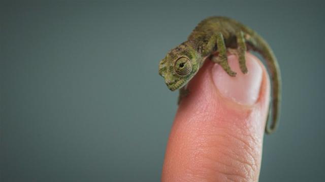 Reptil Terkecil di Madagaskar, Kenapa Kecil?