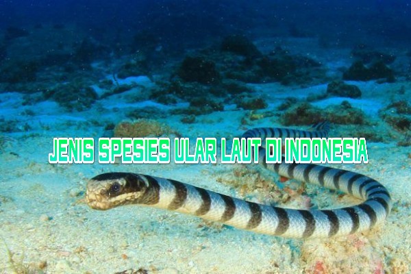 Jenis Spesies Ular Laut Di Indonesia