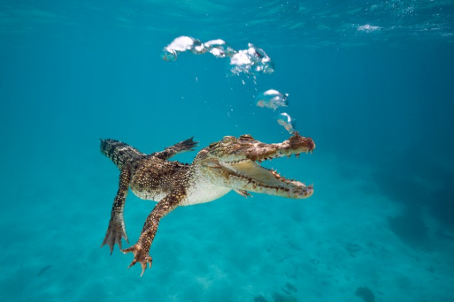 Saltwater Crocodile dan Ciri-cirinya
