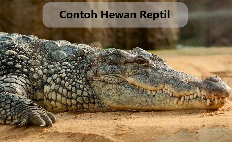 Contoh Hewan Reptil